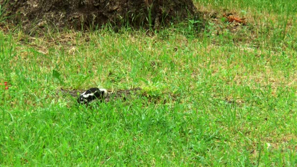 pájaro carpintero busca comida en la hierba
 - Metraje, vídeo