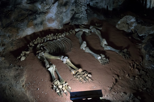 le squelette d'un animal préhistorique
 - Photo, image