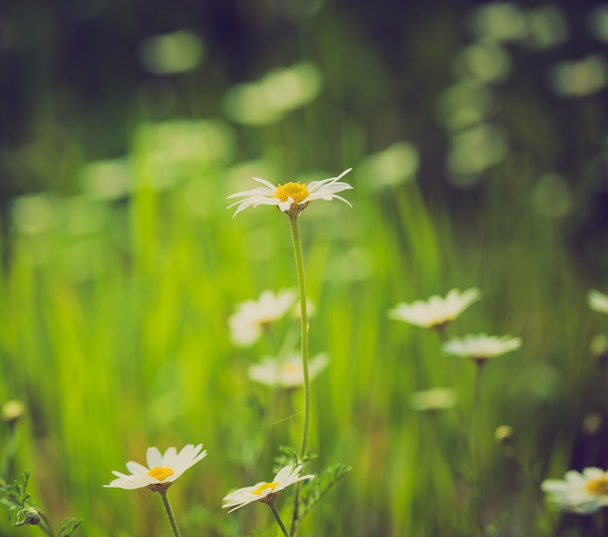 Beautiful camomile flowers - Fotó, kép