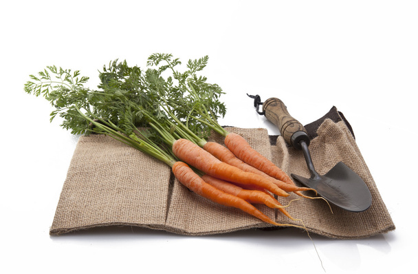 Свежая органическая морковь на гессенском мешке с лопатой
 - Фото, изображение