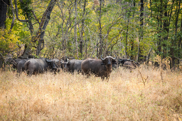 Bufalo selvatico
 - Foto, immagini