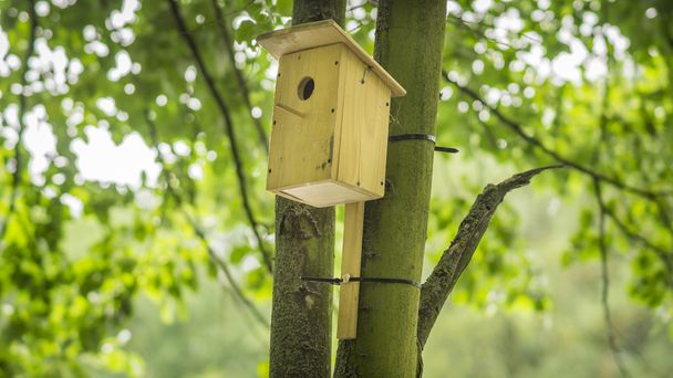Ormanın içinde ev yapımı kuş yuvası - Fotoğraf, Görsel