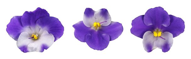 isolierte violette Blüte - Foto, Bild