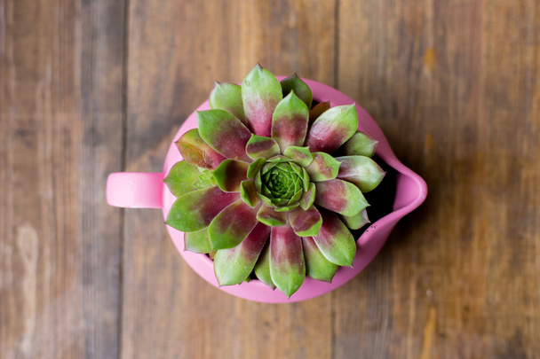 succulents in diy concrete pots painted in pink on wood table background - Photo, Image