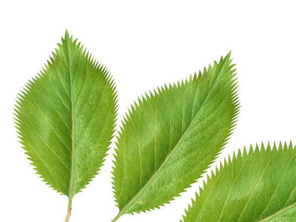 Green fresh leaves isolated on white background - Fotó, kép