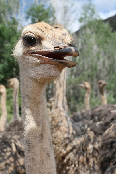 Ostriches - Zdjęcie, obraz