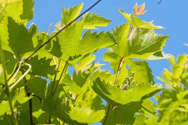 Молоді пагони винограду
 - Фото, зображення