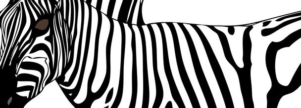 Zebra (bliska) - Wektor, obraz