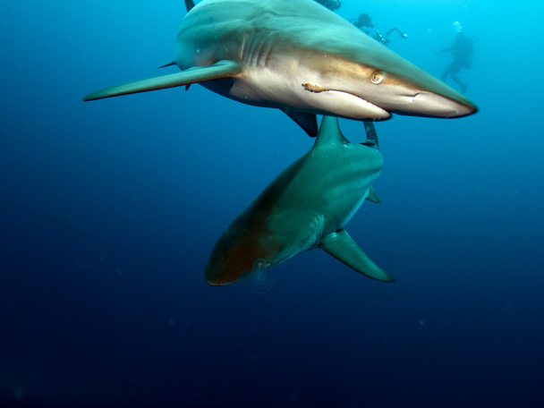Blacktip rekiny (Carcharhinus limbatus) - Zdjęcie, obraz