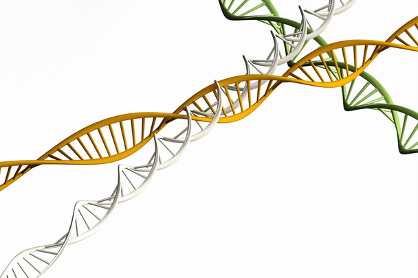 3d render ,Model of twisted DNA chain isolated. - Photo, Image