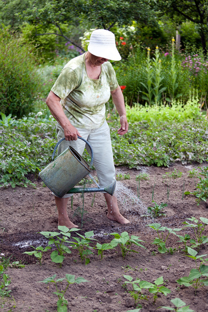 Senior woman working in garden - 写真・画像