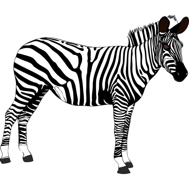 Zebra - Tanzánia - Afrika - Vektor, kép