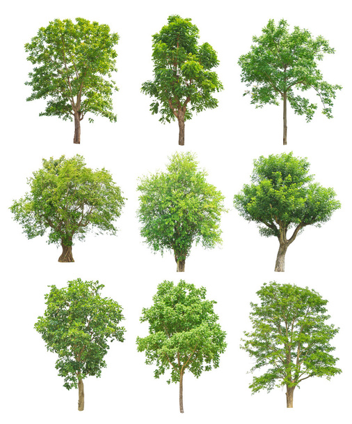 Collection d'arbres isolés sur fond blanc
 - Photo, image