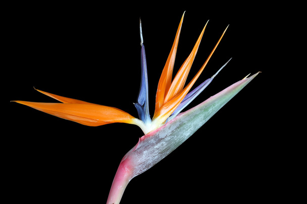 Strelitzia reginae (Uccello del Paradiso) su sfondo nero
 - Foto, immagini