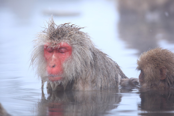 Mono de nieve en aguas termales
 - Foto, imagen