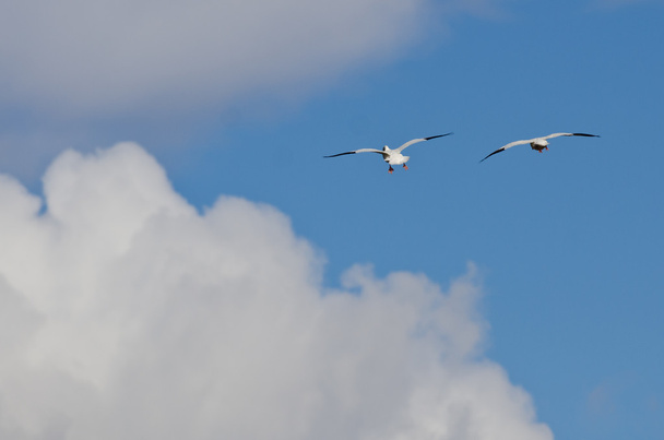 két hó liba repül magas a felhők felett - Fotó, kép