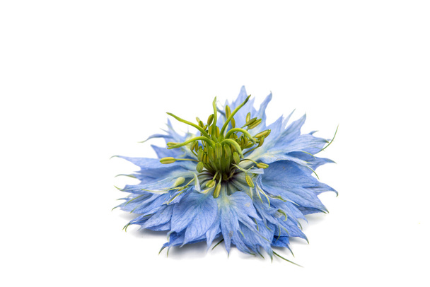 квітка розлога
 - Фото, зображення