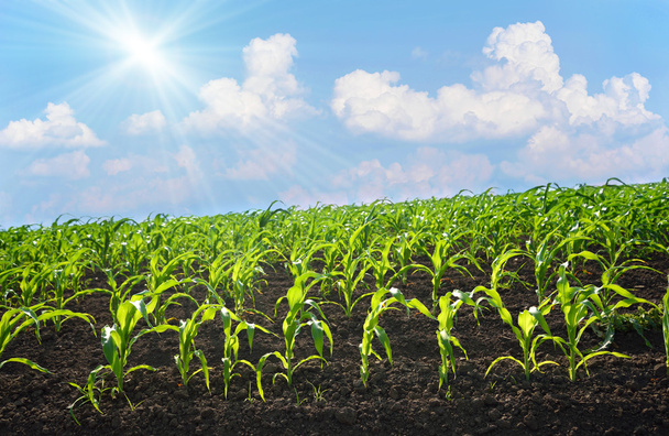 Campo de maíz en un día soleado - Foto, Imagen