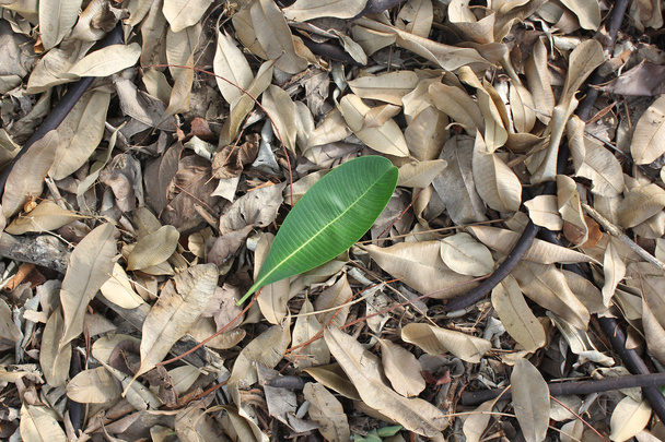 Una hoja verde sobre hojas secas caídas que yacen en el suelo
 - Foto, imagen