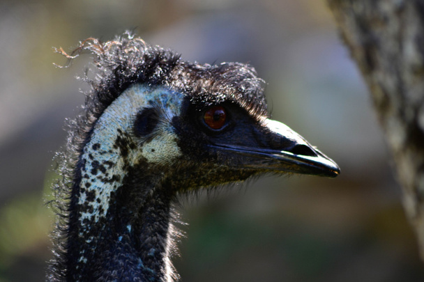 Emu australiano
 - Foto, Imagem