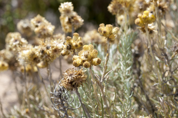 Flowers and leaves of Helichrysum stoechas. - Photo, Image