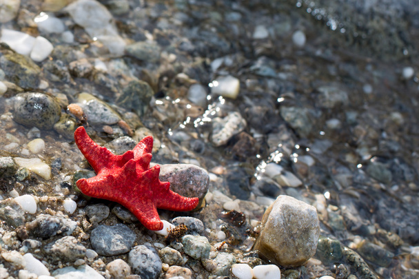 Red Sea star, stone beach, clean water background - Foto, Imagem