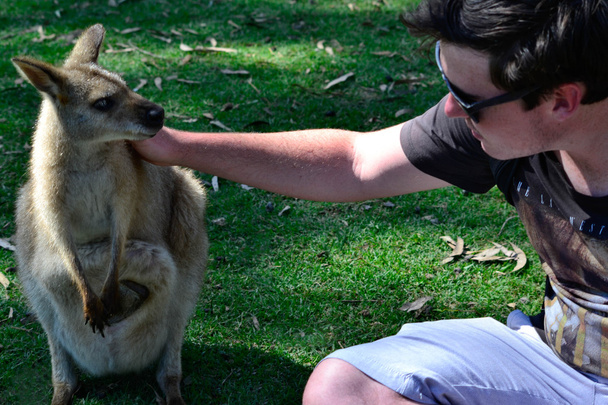 Australian Kangaroo with young man - Photo, Image