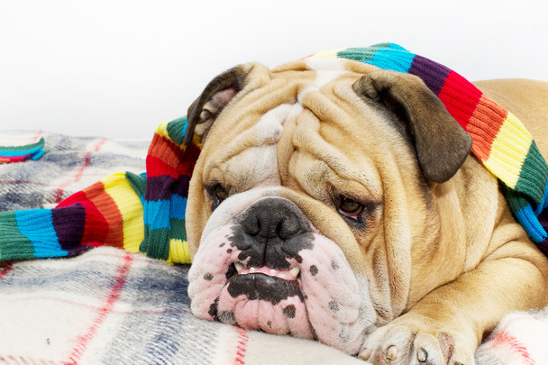 Bulldog in a scarf on bed - Фото, изображение