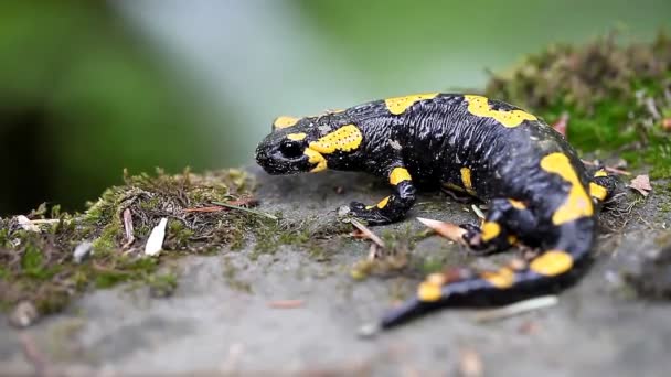 Salamander in het wild - Video