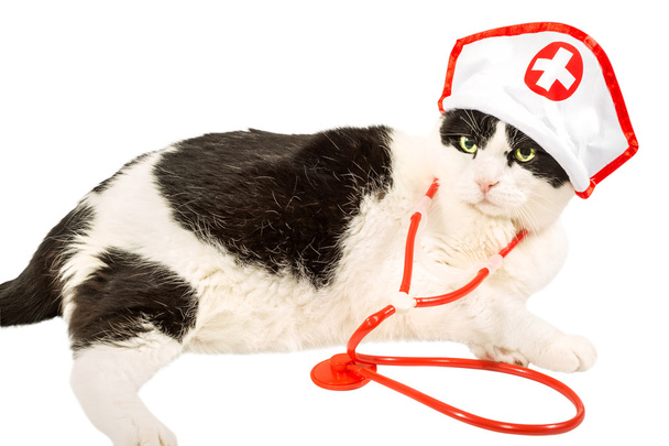 Veteriner kedi - Fotoğraf, Görsel