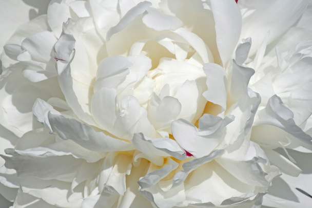 white peony flower - Фото, изображение