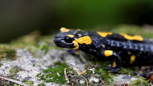 Salamander in freier Wildbahn - Filmmaterial, Video