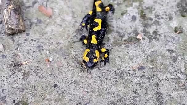 Salamandra na natureza
 - Filmagem, Vídeo