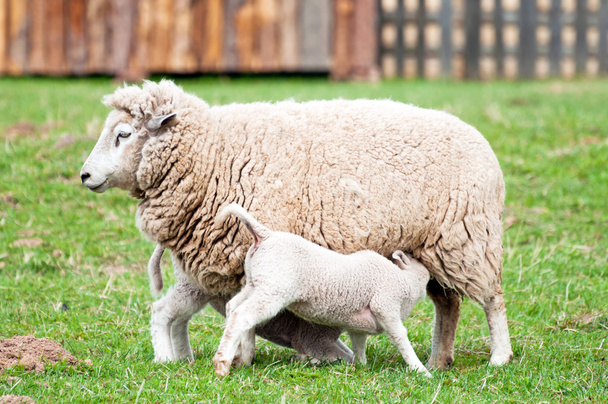 Ewe and Lambs - 写真・画像