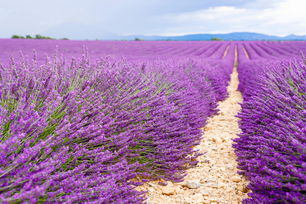 Lavender fields near Valensole in Provence, France. - Photo, Image