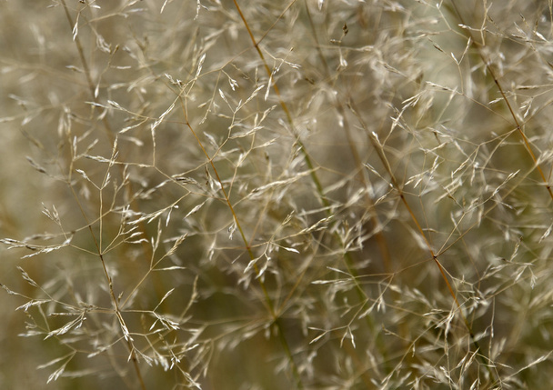 Огненная трава
 - Фото, изображение