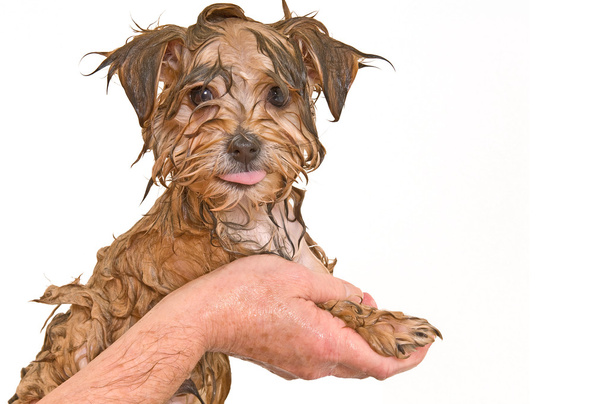 お風呂を取得マルタ ヨーキー ミックス子犬 - 写真・画像