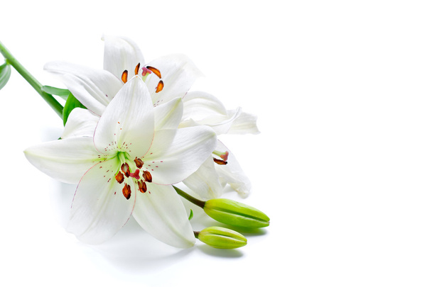 White lily branch, isolated on white - Fotoğraf, Görsel