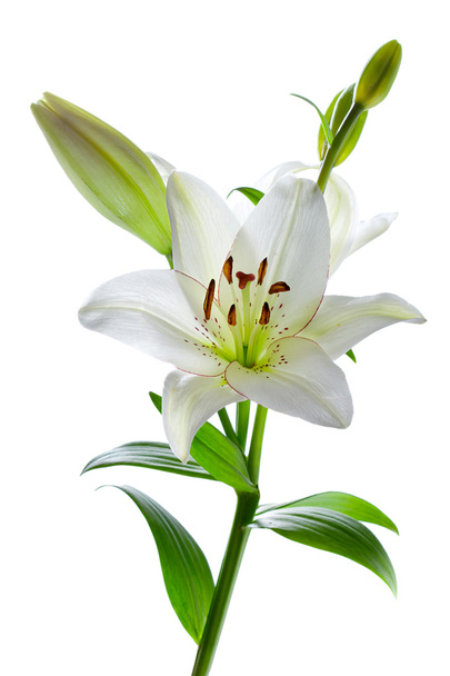 Beautiful lily flowers, isolated on white - Photo, Image