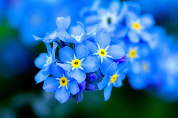 mavi çiçekler - Fotoğraf, Görsel