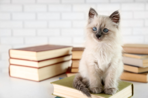 Cute little cat with books on light background - Foto, imagen