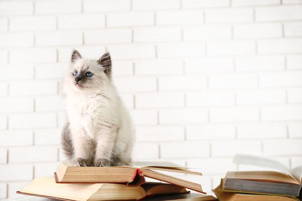 Cute little cat with books on light background - Φωτογραφία, εικόνα