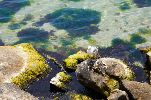 Standing Seagull by the sea - Photo, Image