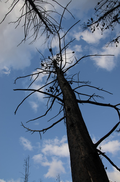 Buschfeuer verbrannte Baumstamm vor blauem Himmel und Wolken - Foto, Bild