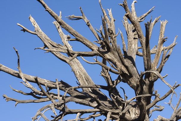 Zerklüfteter toter Baum unter blauem Himmel - Foto, Bild