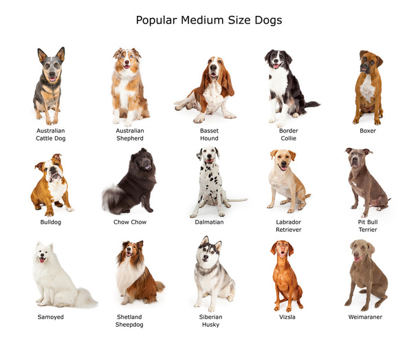zbiór popularnych średnich psów - Zdjęcie, obraz