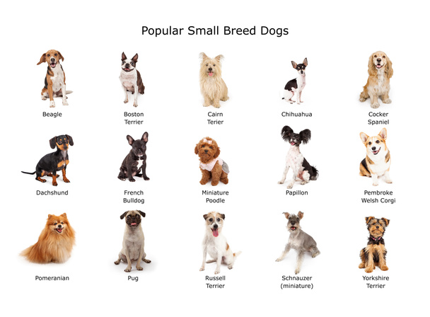 Колекція популярних дрібних порід собак
 - Фото, зображення