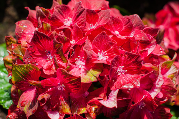 Flores de hortênsia vermelha
 - Foto, Imagem