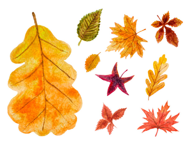 set of autumn leaves. vector watercolor illustration - Vector, Image