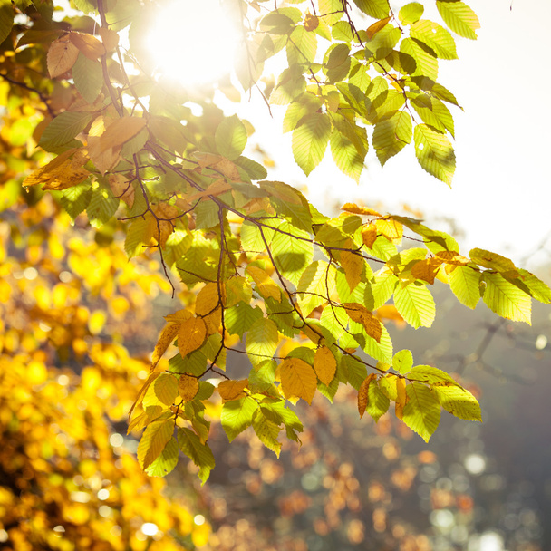 Bright autumn leaves - Fotoğraf, Görsel